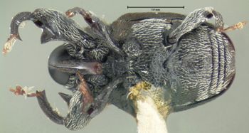 Media type: image;   Entomology 26678 Aspect: habitus ventral view